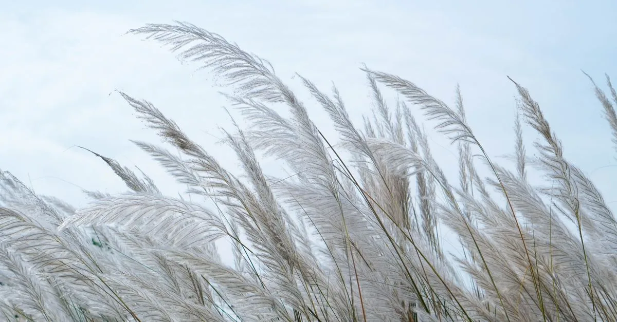 découvrez notre sélection de plantes résistantes au vent, idéales pour protéger et embellir les jardins exposés aux intempéries.