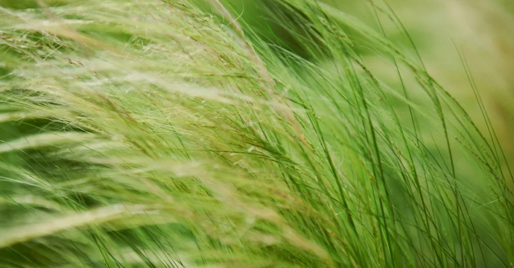 découvrez une sélection de plantes résistantes au vent, idéales pour protéger votre jardin tout en apportant beauté et robustesse face aux intempéries.