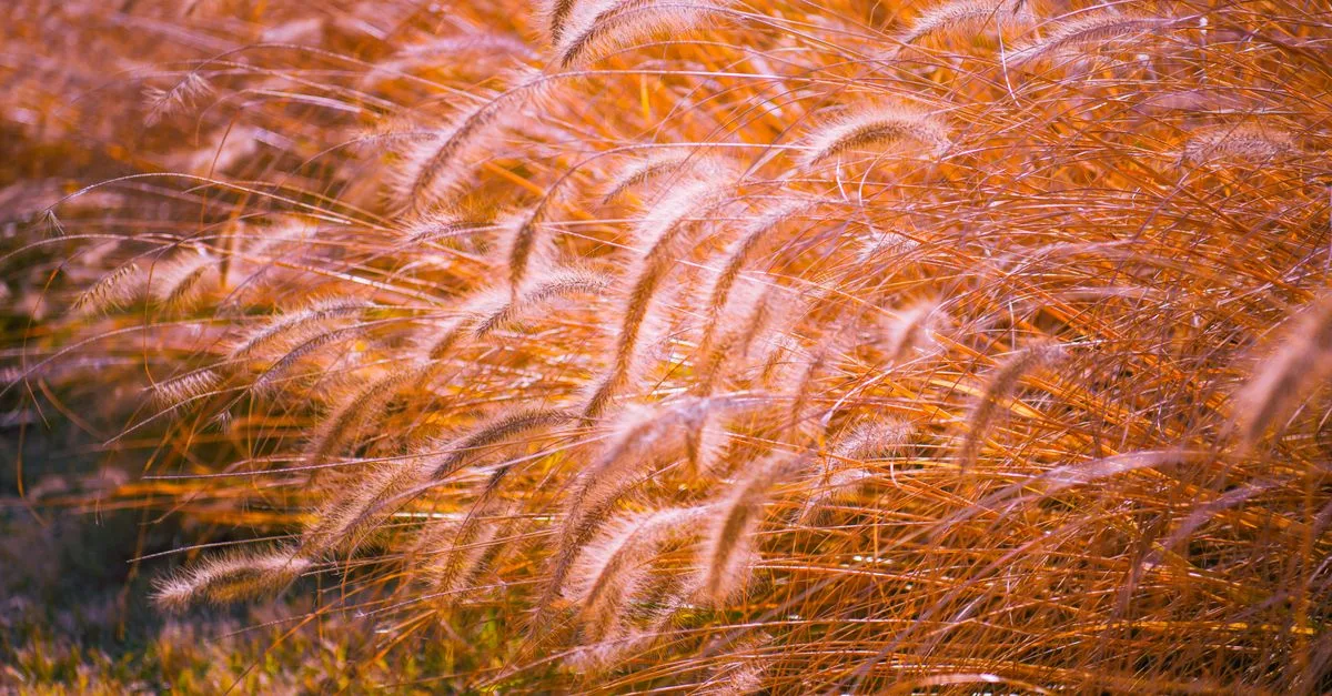 découvrez notre sélection de plantes résistantes au vent, idéales pour embellir et protéger vos jardins exposés aux conditions venteuses.