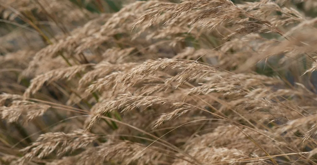 découvrez notre sélection de plantes résistantes au vent, parfaites pour embellir et protéger votre jardin des conditions venteuses.