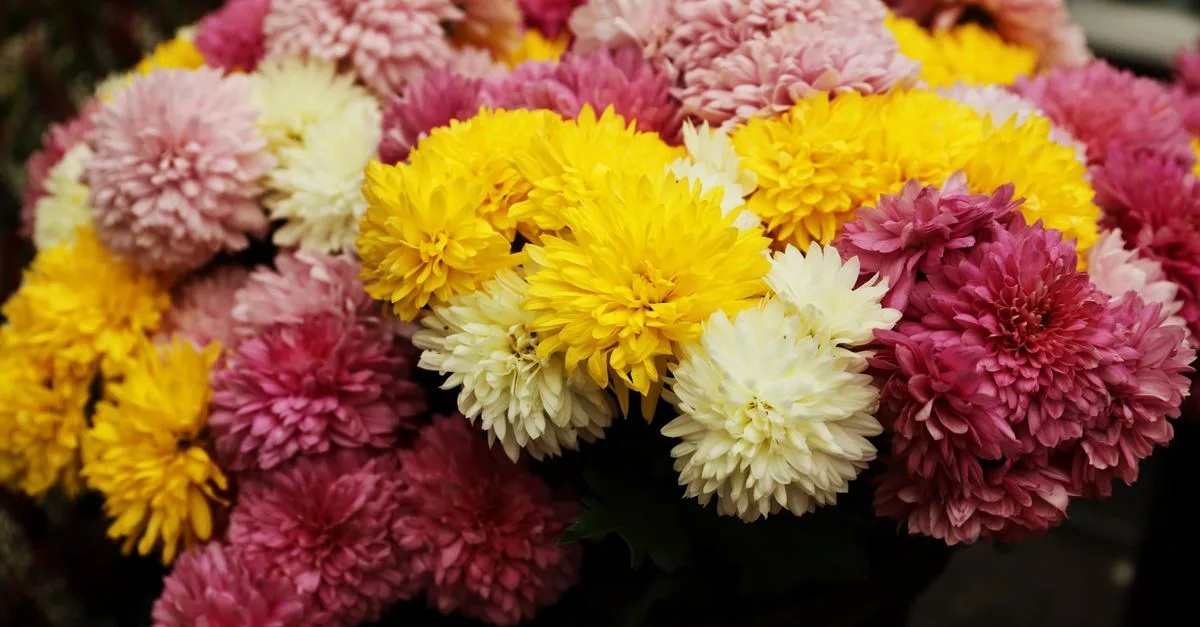 découvrez une sélection de plantes à floraison automnale pour embellir votre jardin avec des couleurs chaudes et lumineuses tout au long de la saison.
