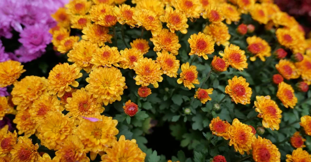 découvrez notre sélection de plantes à fleurs d'automne pour illuminer votre jardin avec des couleurs chaudes et vibrantes durant la saison automnale.