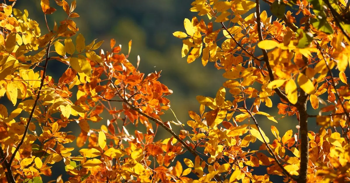 découvrez la beauté éclatante des arbres en automne avec leur feuillage aux couleurs chaudes et vibrantes.