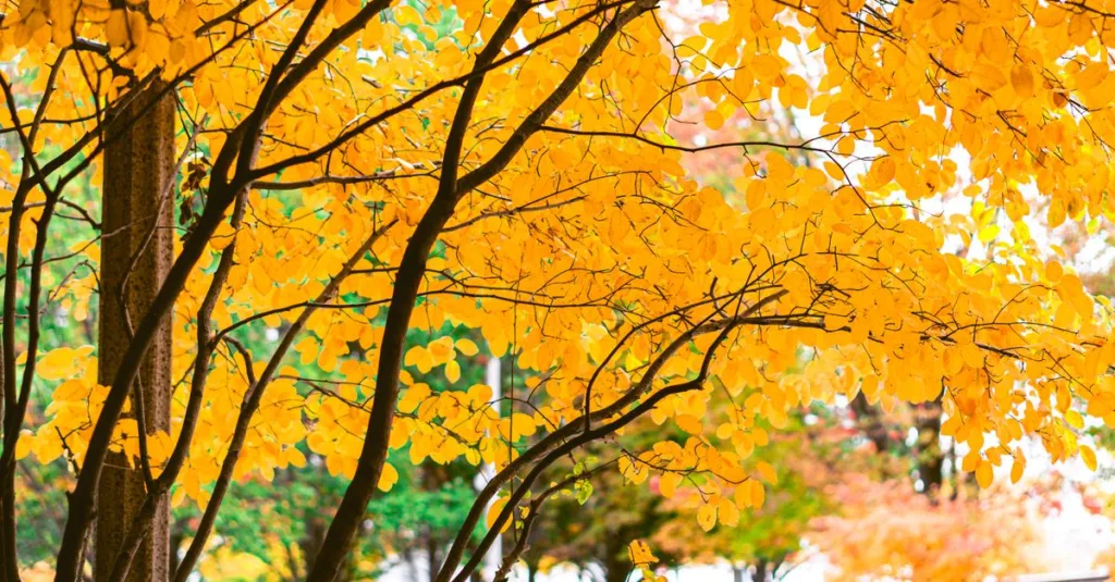 découvrez la beauté des arbres aux feuilles d'automne, avec des couleurs chaudes et éclatantes qui subliment les paysages saisonniers.