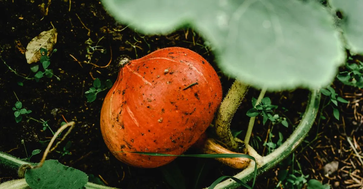 conseils pratiques pour réussir votre potager d'automne : quels légumes planter, entretenir et récolter pour une saison productive et savoureuse.
