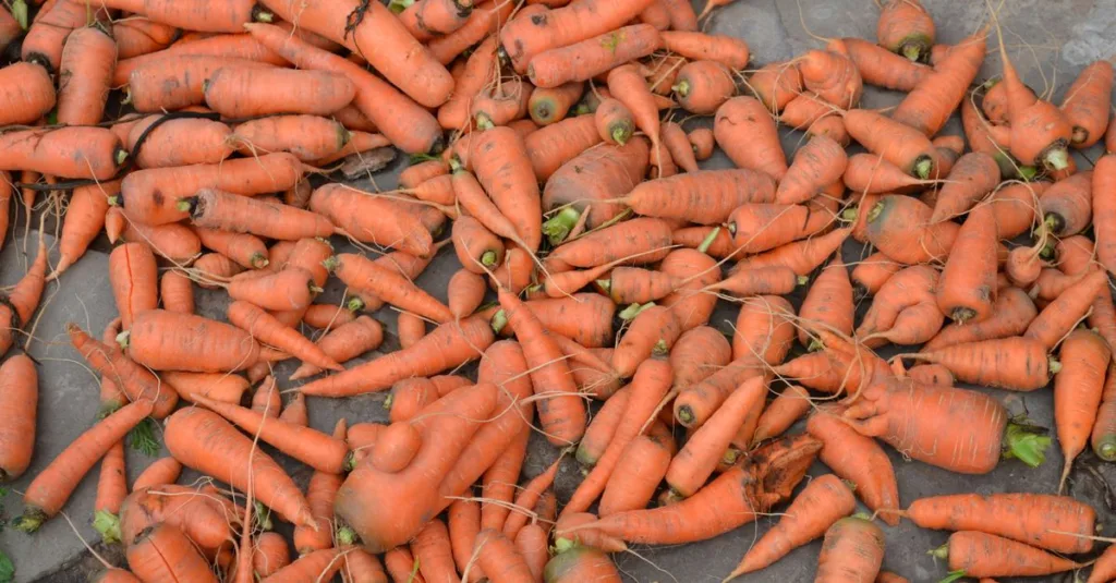 découvrez comment réussir votre jardin potager d'automne avec des conseils pratiques pour cultiver des légumes de saison et profiter d'une récolte abondante.