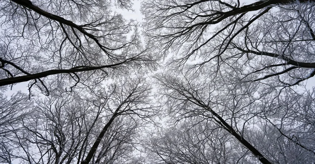 découvrez notre sélection d'arbres à feuilles caduques et décoratifs parfaits pour embellir votre jardin en hiver.