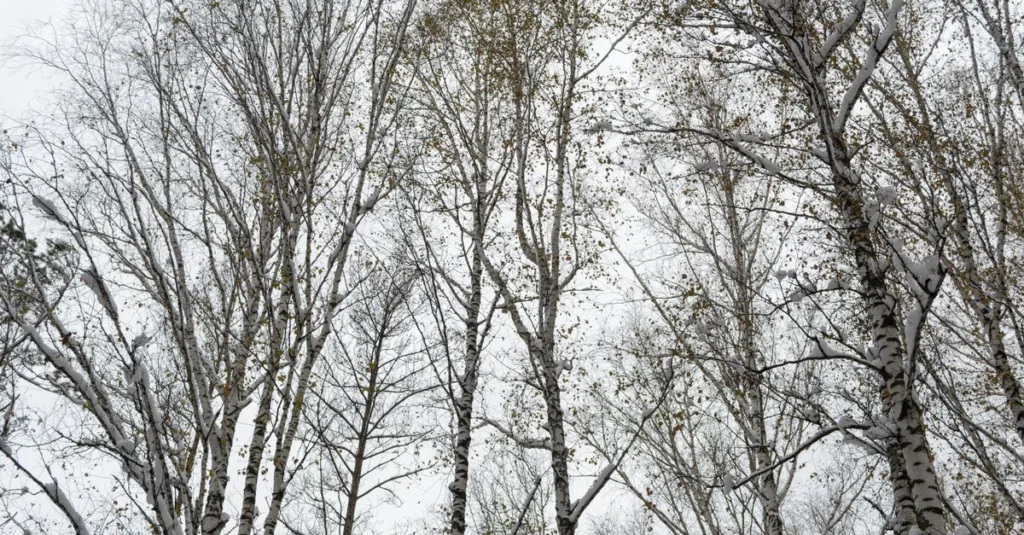 découvrez notre sélection d'arbres à feuillage caduc et d'arbres décoratifs pour l'hiver, parfaits pour embellir votre jardin même en saison froide.