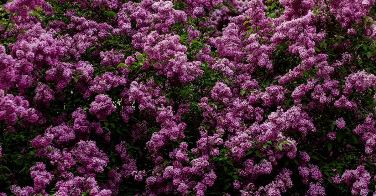 découvrez notre sélection d'arbustes résistants à la sécheresse, idéals pour un jardin durable et économe en eau.