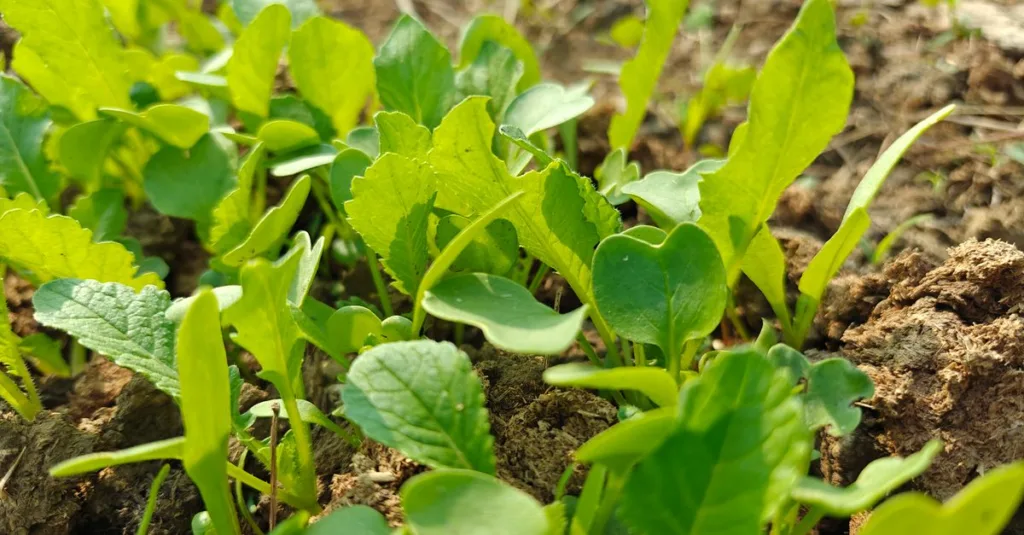 créer facilement un potager de 10 m² pour cultiver vos légumes frais chez vous, même avec peu d'espace.