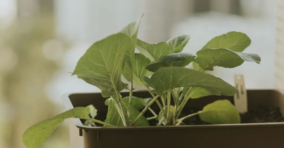 découvrez des légumes faciles à cultiver pour débutants et jardiniers expérimentés. apprenez les astuces pour réussir votre potager sans effort.