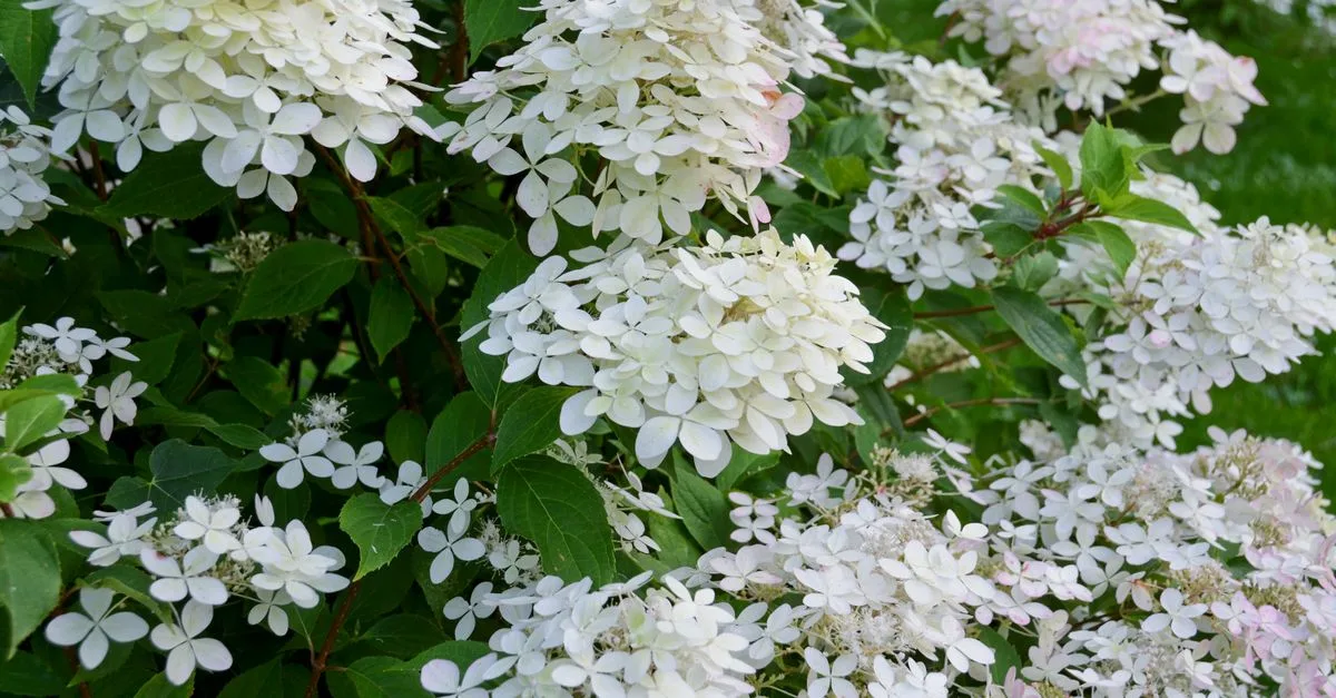 découvrez notre sélection d'arbustes à croissance rapide, parfaits pour embellir et structurer votre jardin en un temps record.