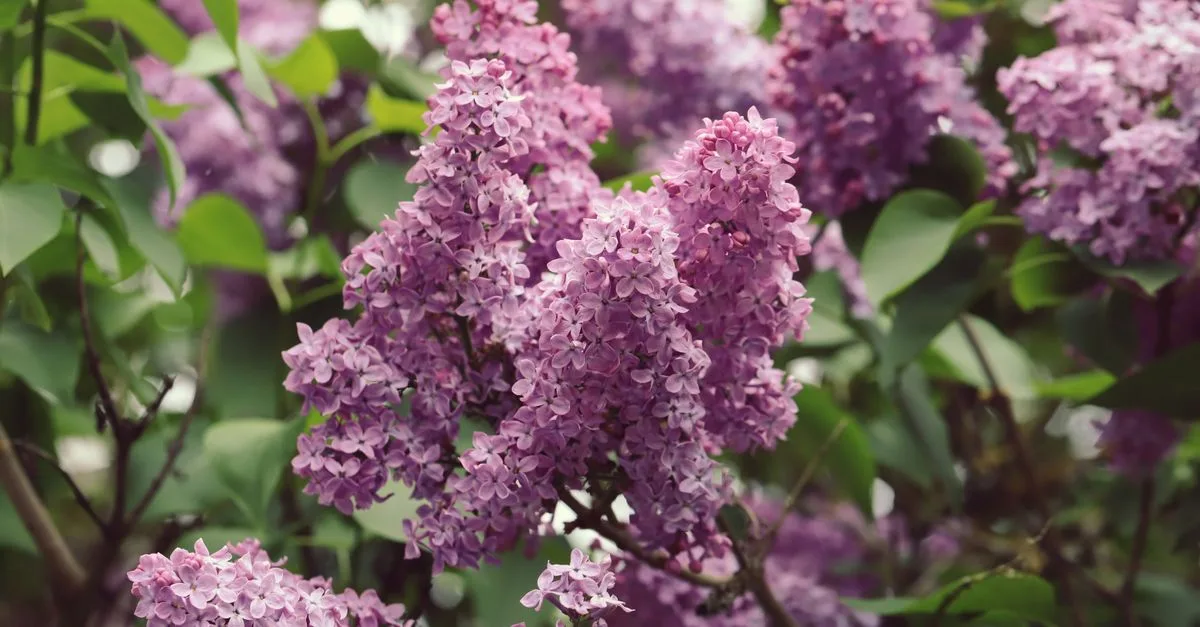 découvrez notre sélection de plantes parfumées qui éveilleront vos sens et embelliront votre jardin ou intérieur avec leurs senteurs délicates.