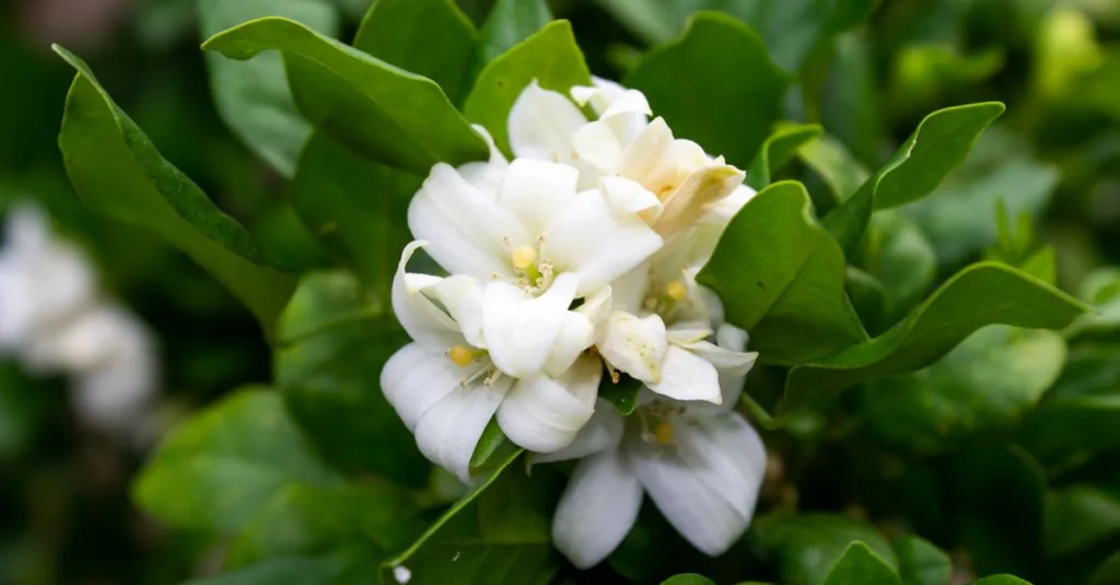 découvrez notre sélection de plantes parfumées qui apporteront fraîcheur et arômes naturels à votre jardin ou intérieur.