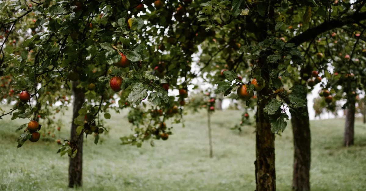 découvrez notre sélection d'arbres fruitiers pour embellir votre jardin et récolter des fruits savoureux toute l'année.