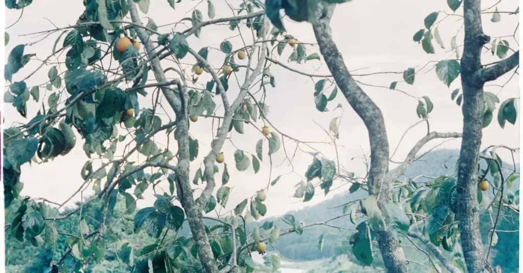 découvrez notre sélection d'arbres fruitiers pour embellir votre jardin et récolter de délicieux fruits frais toute l'année.