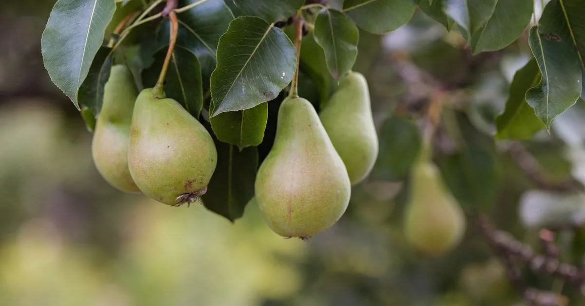 apprenez à planter des arbres fruitiers pour embellir votre jardin et récolter vos propres fruits frais. conseils pratiques et étapes détaillées.