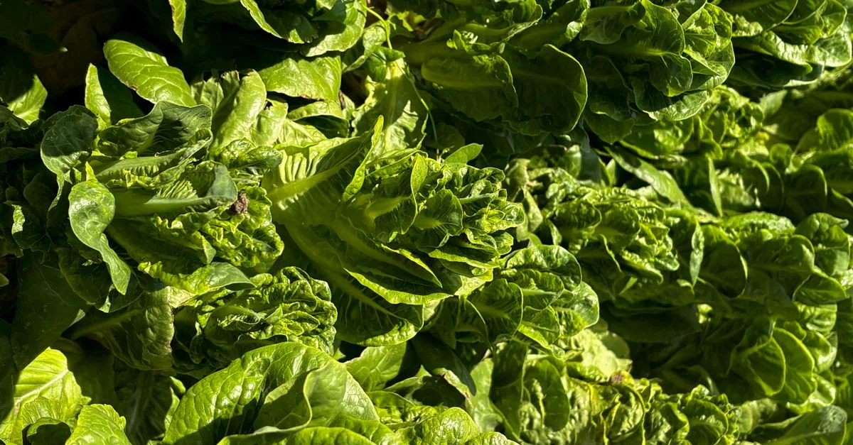 découvrez comment cultiver de la laitue toute l'année grâce à des techniques simples et efficaces pour avoir des récoltes fraîches en toutes saisons.