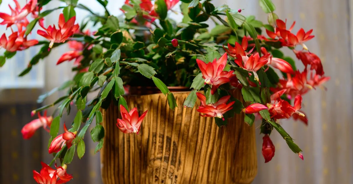 découvrez comment prendre soin de vos plantes d'intérieur en hiver pour qu'elles restent en pleine santé malgré le froid.
