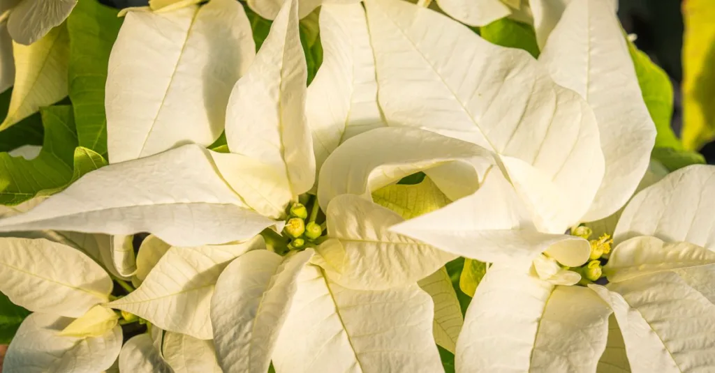 découvrez comment entretenir vos plantes d'intérieur pendant l'hiver pour qu'elles restent belles et en bonne santé toute la saison.