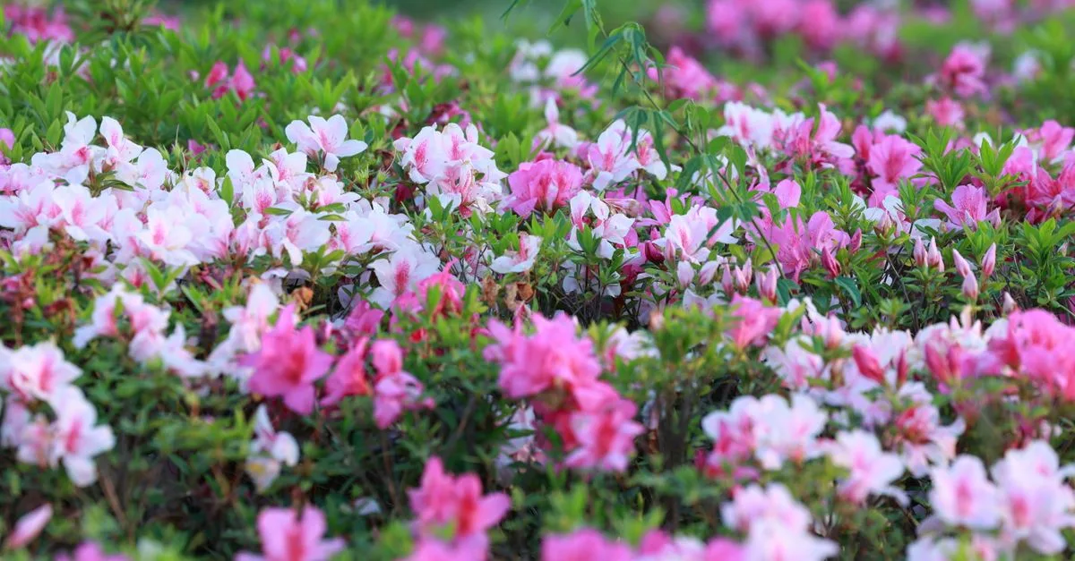 découvrez notre sélection d'arbustes à floraison longue, idéaux pour embellir votre jardin durablement avec des fleurs éclatantes toute la saison.