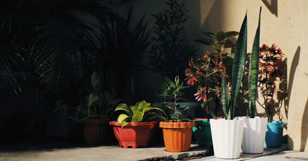 découvrez une sélection de plantes faciles d'entretien, idéales pour apporter une touche de verdure sans effort dans votre maison ou votre jardin.