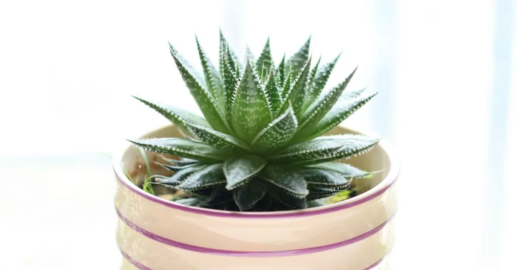 découvrez notre sélection de plantes faciles d'entretien, parfaites pour embellir votre intérieur sans effort.