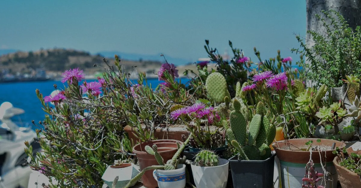 découvrez notre sélection de plantes d'extérieur en pot, idéales pour embellir votre jardin, terrasse ou balcon toute l'année.