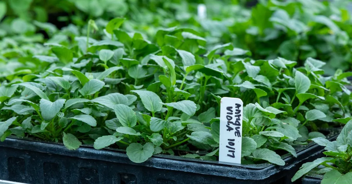 découvrez comment sélectionner les plantes adaptées au climat pour un jardin florissant et durable, en tenant compte des conditions météorologiques locales.