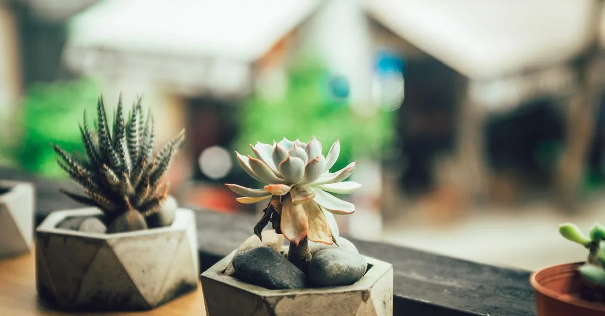 découvrez comment sélectionner les plantes idéales pour votre jardin ou espace intérieur en fonction du climat, du sol et de vos préférences.