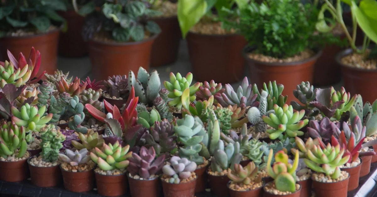 découvrez les meilleures plantes adaptées aux petits jardins pour maximiser votre espace et créer un coin de verdure charmant et facile à entretenir.