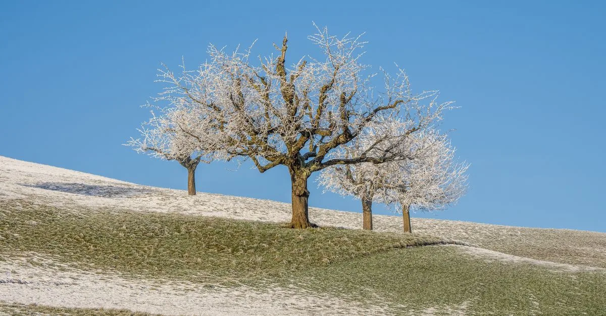 découvrez des méthodes efficaces pour protéger les jeunes arbres du gel et assurer leur croissance saine durant l'hiver.
