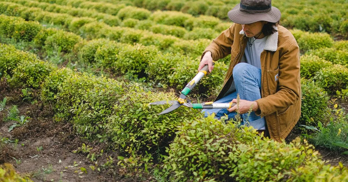 apprenez à tailler correctement les arbustes à fleurs de printemps pour favoriser une floraison abondante et maintenir leur santé tout au long de la saison.