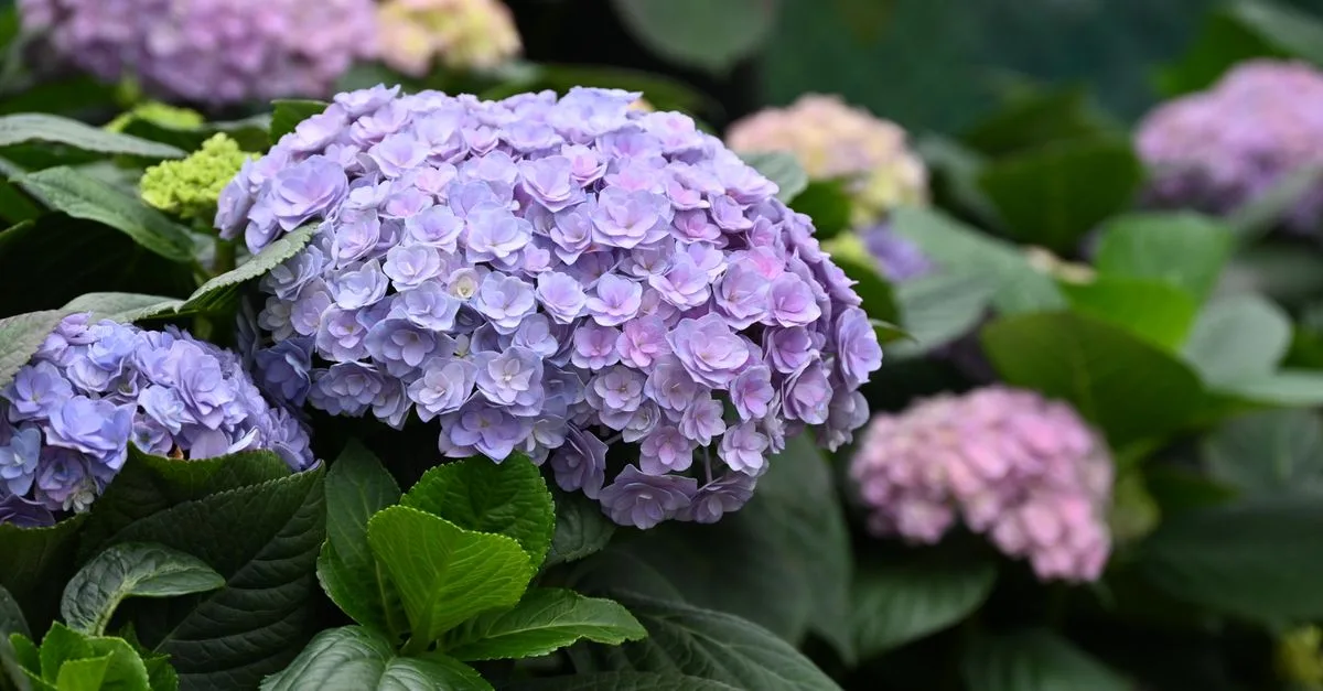 découvrez notre sélection d'arbustes d'ombre parfaits pour embellir et ombrager vos espaces verts, même dans les zones peu ensoleillées.