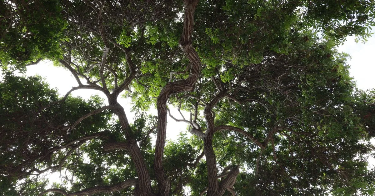 découvrez l'arbre d'ombre parfait pour créer un espace naturel et ombragé dans votre jardin, idéal pour se protéger du soleil tout en embellissant votre extérieur.