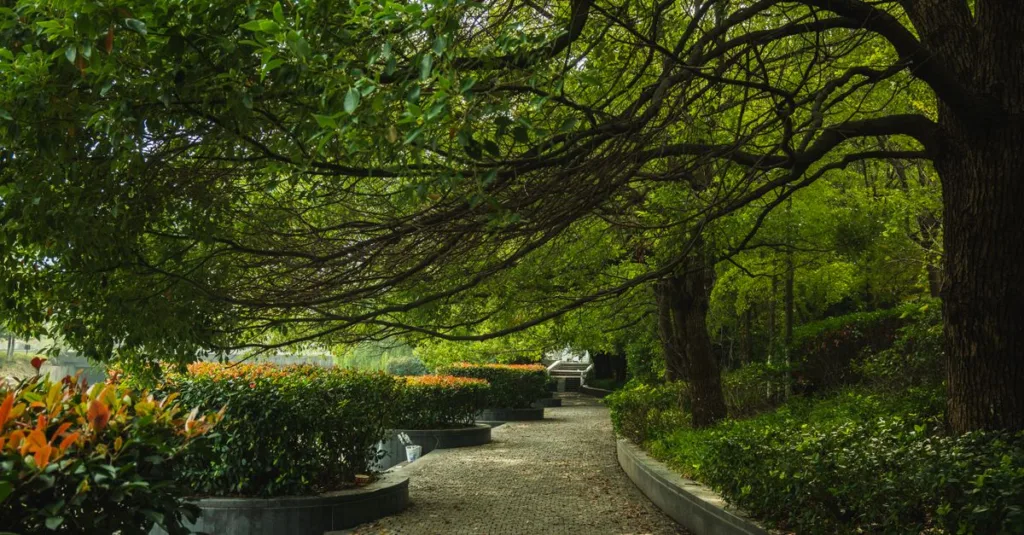 shade tree : découvrez les bienfaits d'un arbre d'ombre pour embellir votre jardin et offrir un refuge naturel contre le soleil.
