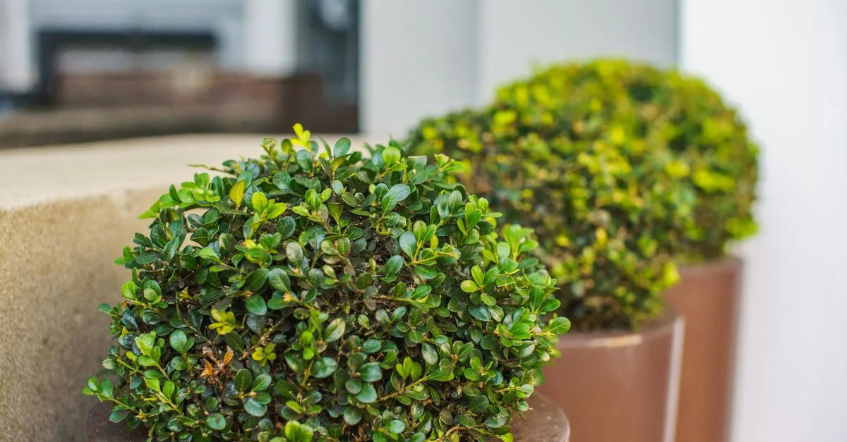 guide complet pour la plantation d'arbustes : conseils pratiques, étapes clés et astuces pour un jardin florissant toute l'année.
