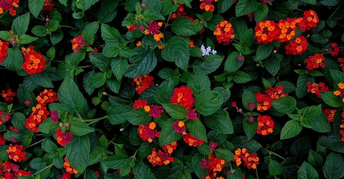 découvrez notre sélection de arbustes parfaits pour embellir votre jardin, offrir de la couleur et structurer vos espaces extérieurs toute l'année.