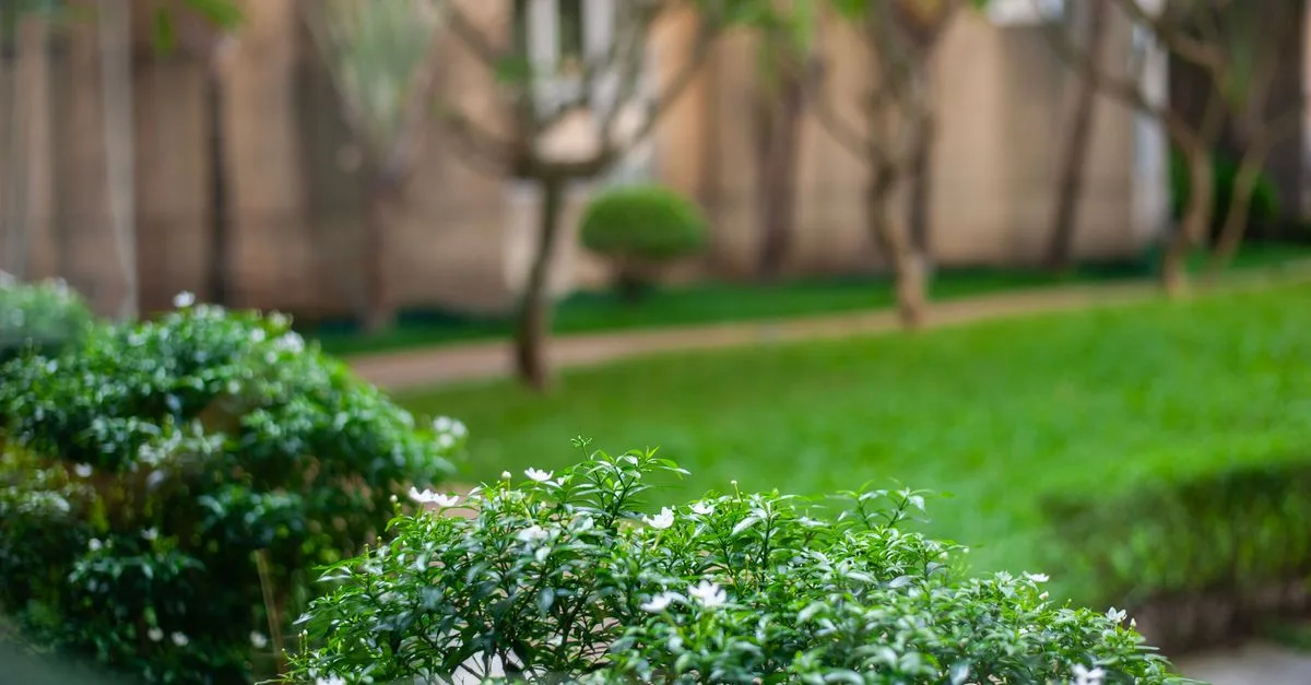découvrez notre sélection d'arbres de petite taille parfaits pour les petits jardins, offrant beauté et espace optimisé.