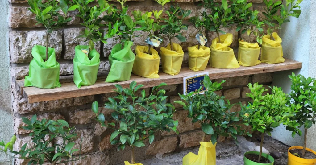 découvrez nos petits arbres de jardin parfaits pour embellir vos espaces extérieurs tout en optimisant l'espace.