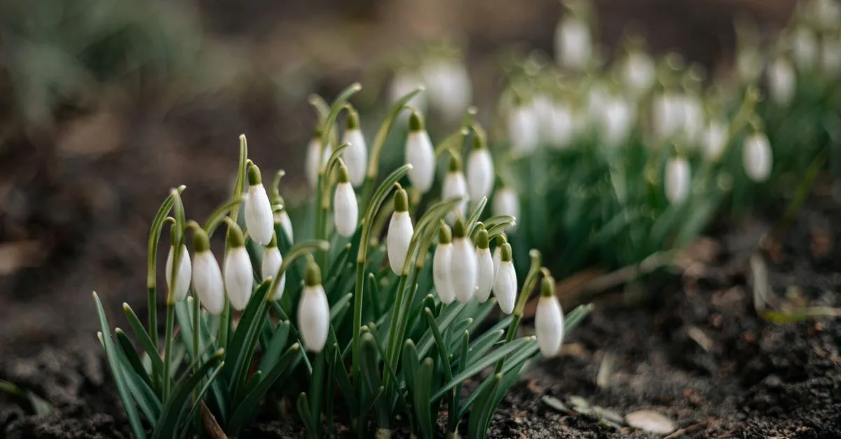 découvrez comment choisir des plantes adaptées à votre type de sol pour un jardin florissant et en pleine santé.