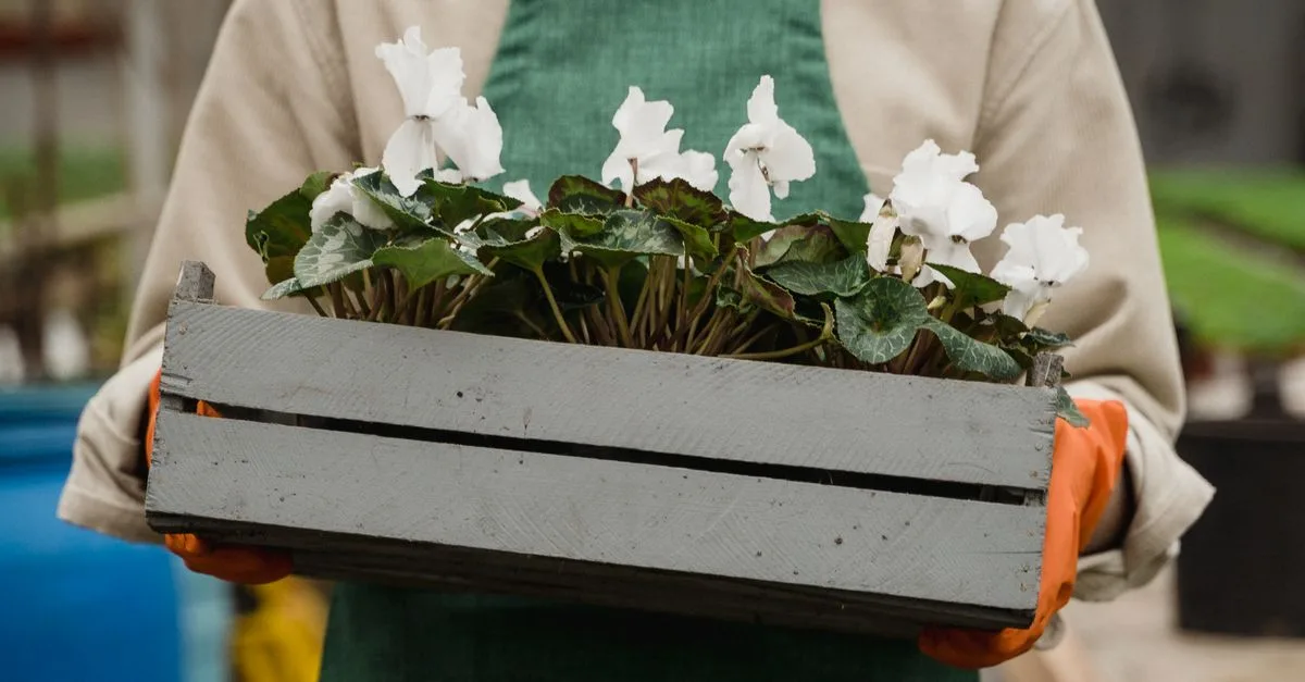 découvrez notre sélection de plantes à fleurs de printemps pour égayer votre jardin avec des couleurs éclatantes et une floraison abondante.