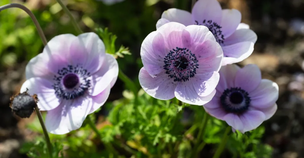 découvrez notre sélection de plantes à fleurs de printemps pour égayer votre jardin avec des couleurs vives et un parfum délicat.