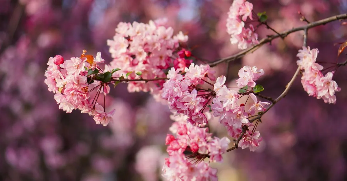 découvrez notre sélection d'arbres en fleurs au printemps pour égayer votre jardin avec des couleurs éclatantes et un parfum agréable.