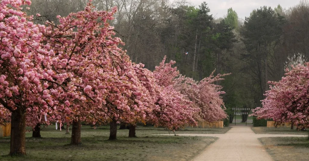 découvrez les arbres en fleurs du printemps, leurs variétés colorées et comment les planter pour égayer votre jardin dès la belle saison.