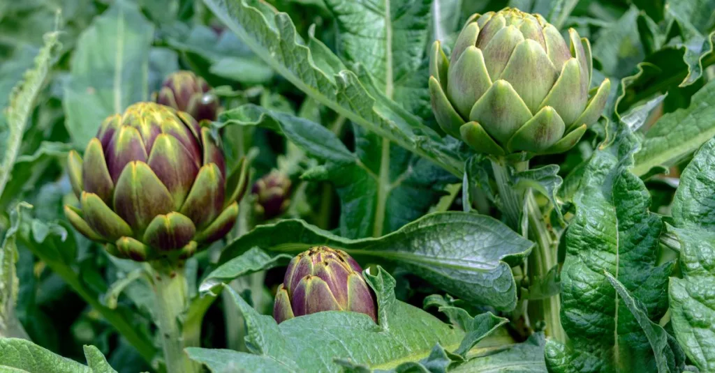 découvrez notre sélection de légumes de printemps frais et de saison pour des repas sains et savoureux.