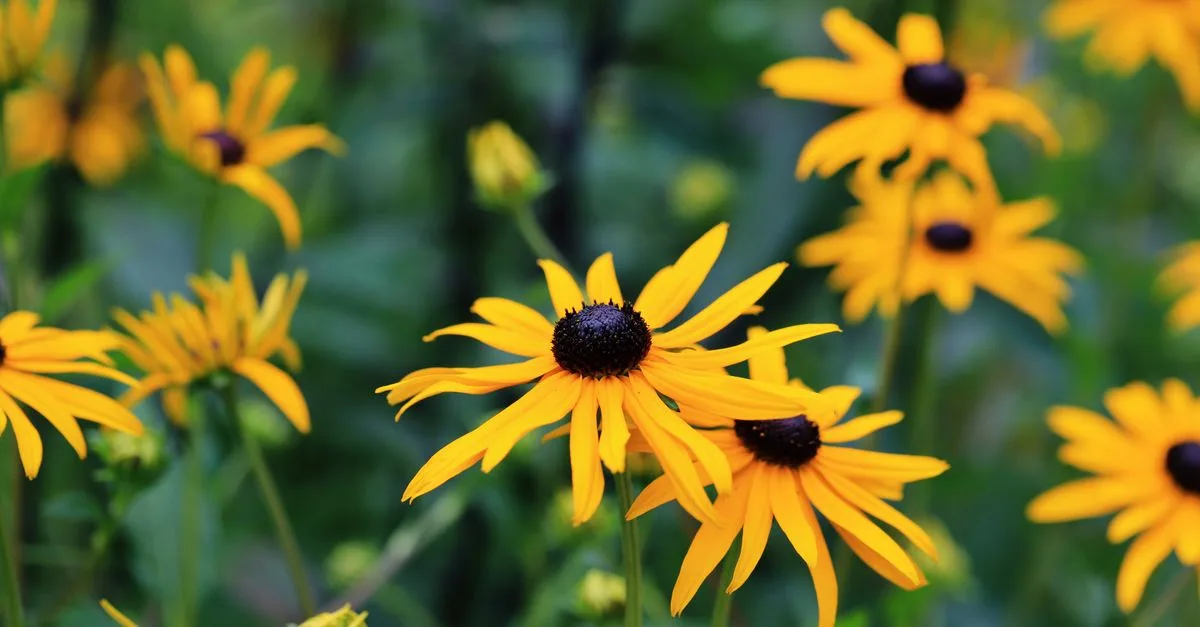 découvrez notre sélection de plantes en fleurs estivales pour égayer votre jardin tout au long de la saison chaude avec des couleurs vibrantes et un entretien facile.