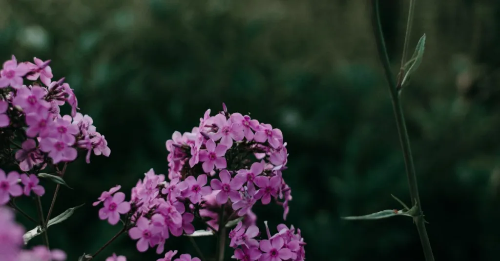 découvrez notre sélection de plantes à floraison estivale pour égayer votre jardin tout l'été avec des couleurs éclatantes et une croissance facile.