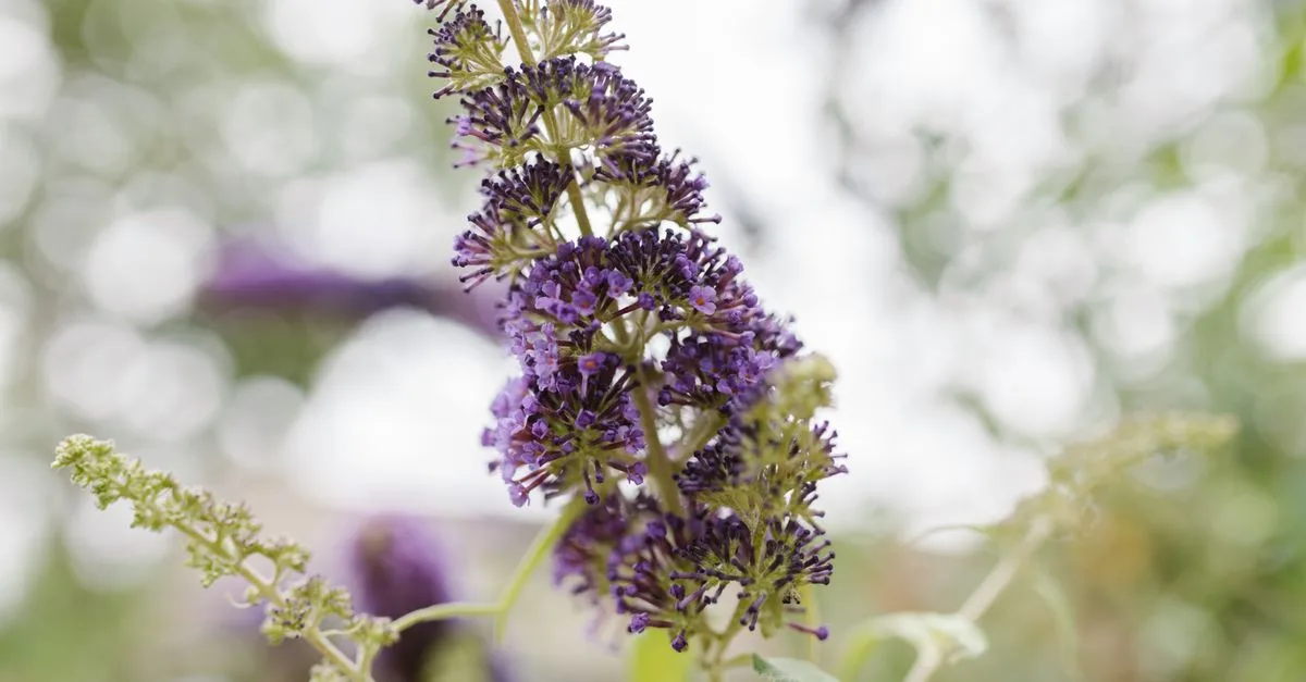 conseils pour tailler les arbustes à floraison estivale afin de favoriser une croissance saine et une floraison abondante.