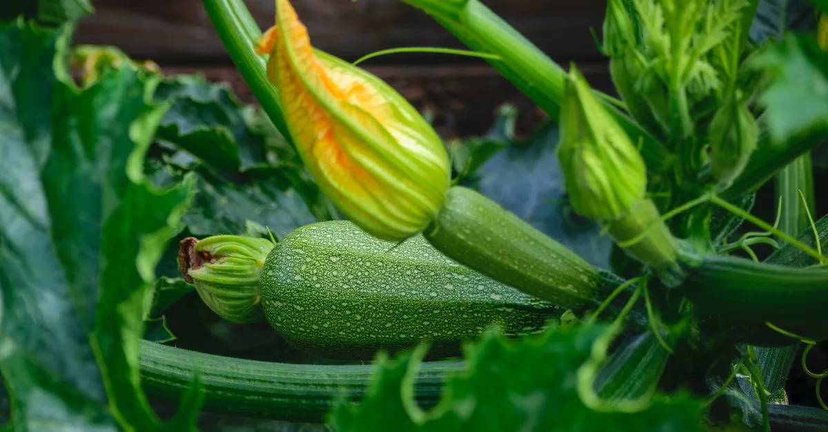 découvrez une sélection estivale de légumes frais et savoureux, parfaits pour des repas légers et colorés tout au long de l'été.